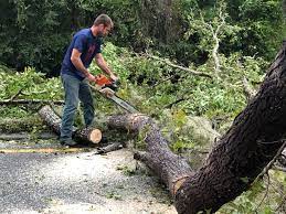 Best Tree Preservation Services  in Riverside, OH