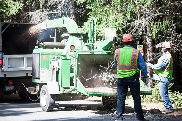 Best Tree Removal  in Riverside, OH